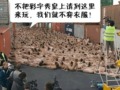裸体抗议